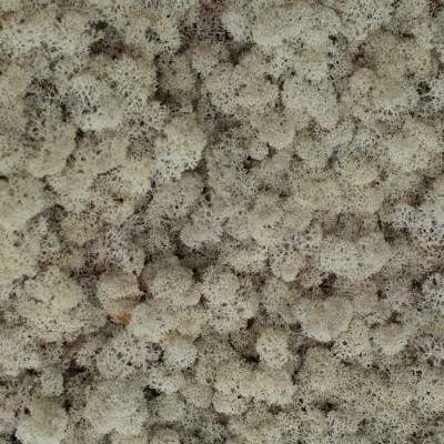 56_naturel