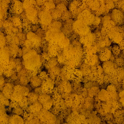 60_yellow