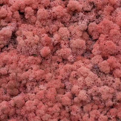 62_pink