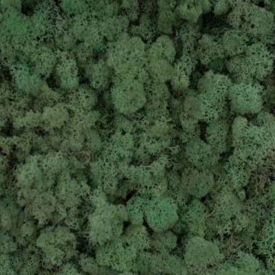 66_mint