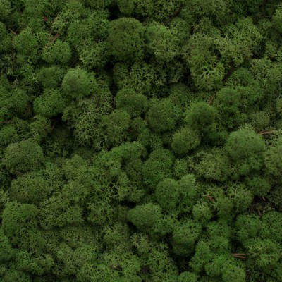 80_mediumgreen