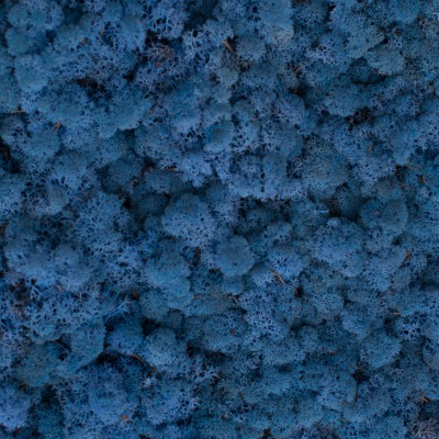 85_lavender