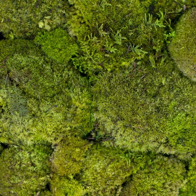 955_2_bollmoss_kolo